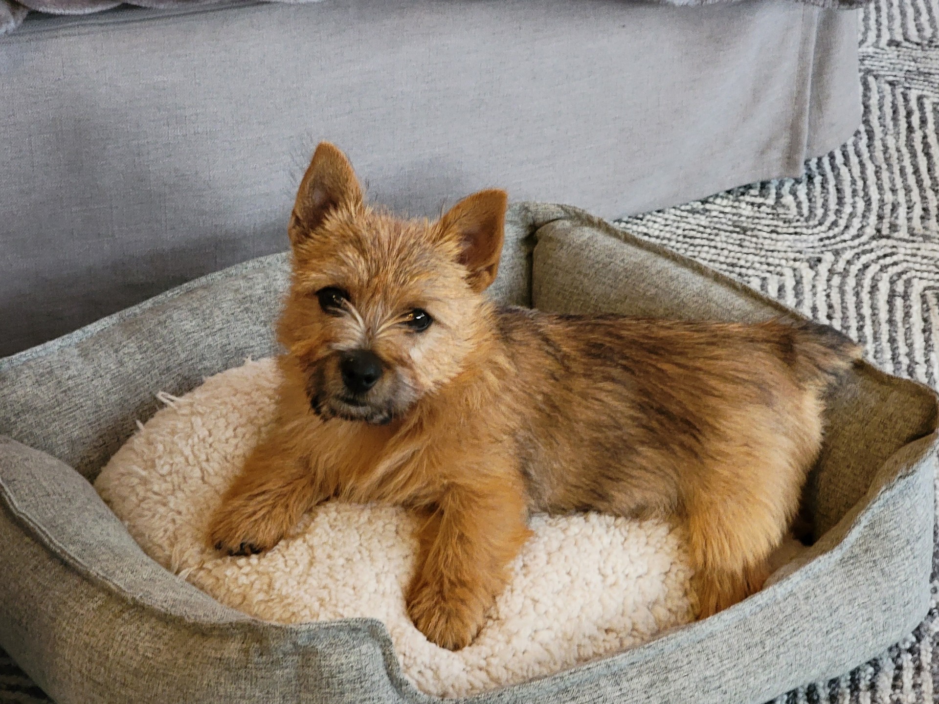 Red puppy lying on a bed